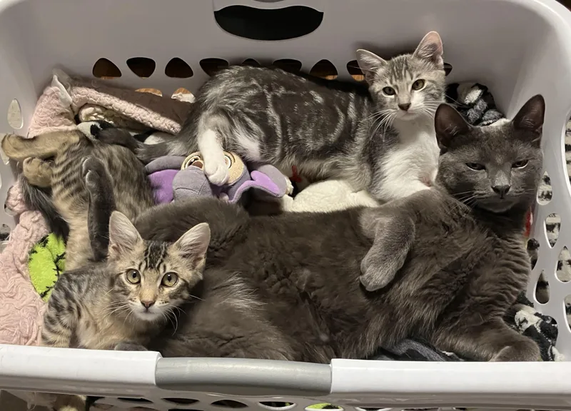 Benny thumbnail 3