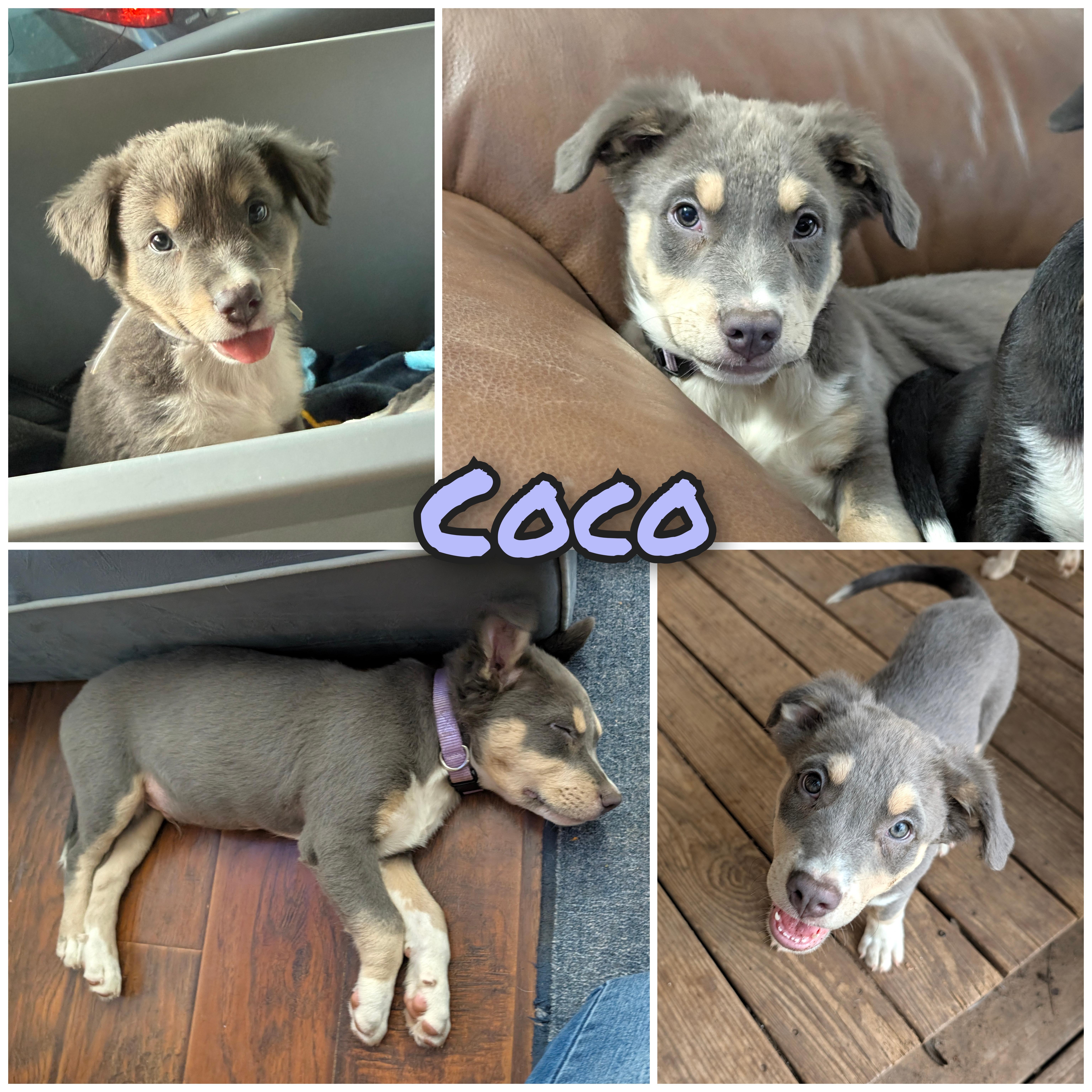 A baby medium-sized male Gray / Blue / Silver Mixed Breed dog named Coco for adoption in Bastrop, TX