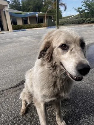 An adult large-sized female Great Pyrenees dog named Zana for adoption in Daytona Beach, FL