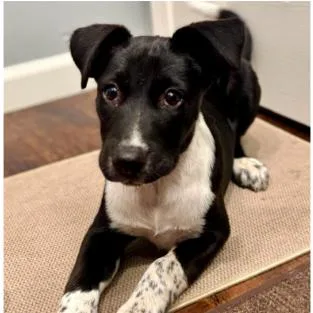 A baby large-sized male Black Border Collie dog named Pablo for adoption in Tacoma, WA