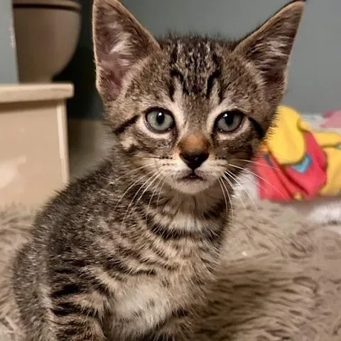 A baby small-sized male Brown / Chocolate Domestic Short Hair cat named Creek for adoption in Chattanooga, TN