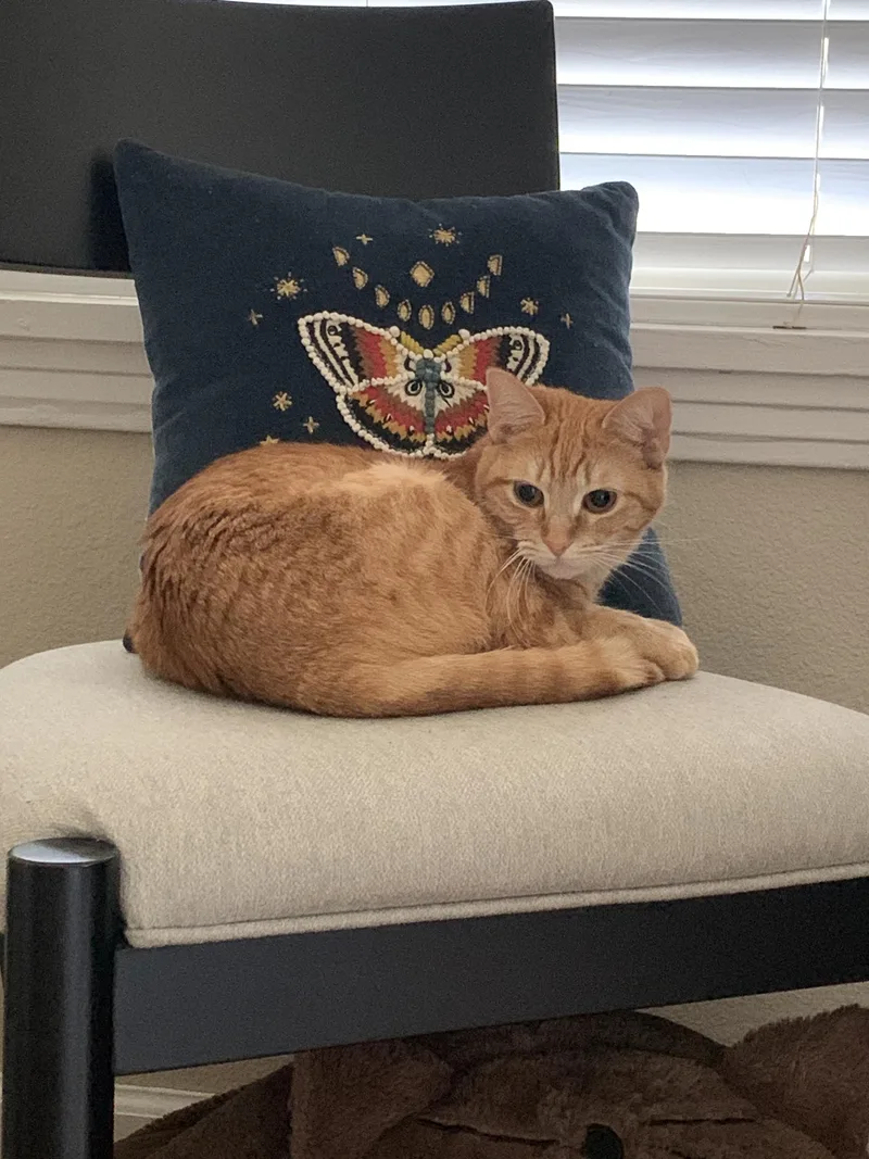 An adult medium-sized female Tabby (Orange / Red) Domestic Short Hair cat named Elondra for adoption in Houston, TX