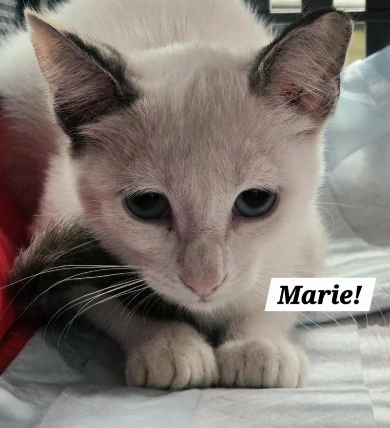 A baby small-sized female Siamese cat named Marie for adoption in San Antonio, TX