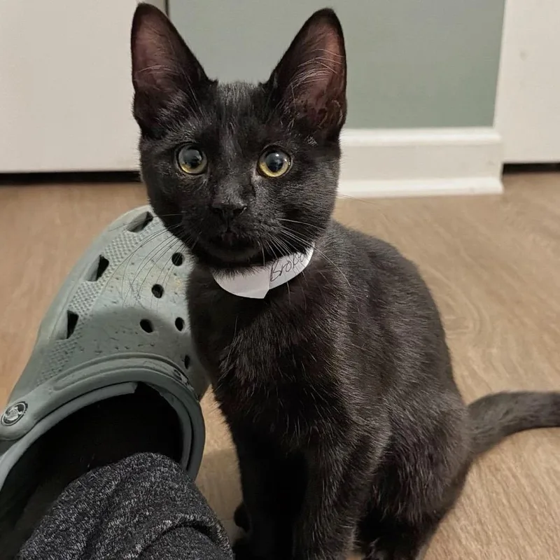 A baby small-sized male Black Domestic Short Hair cat named Broken Talon for adoption in Fredericksburg, VA