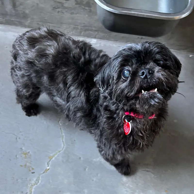 A senior small-sized female Shih Tzu dog named Gigi A for adoption in Mission Hills, CA