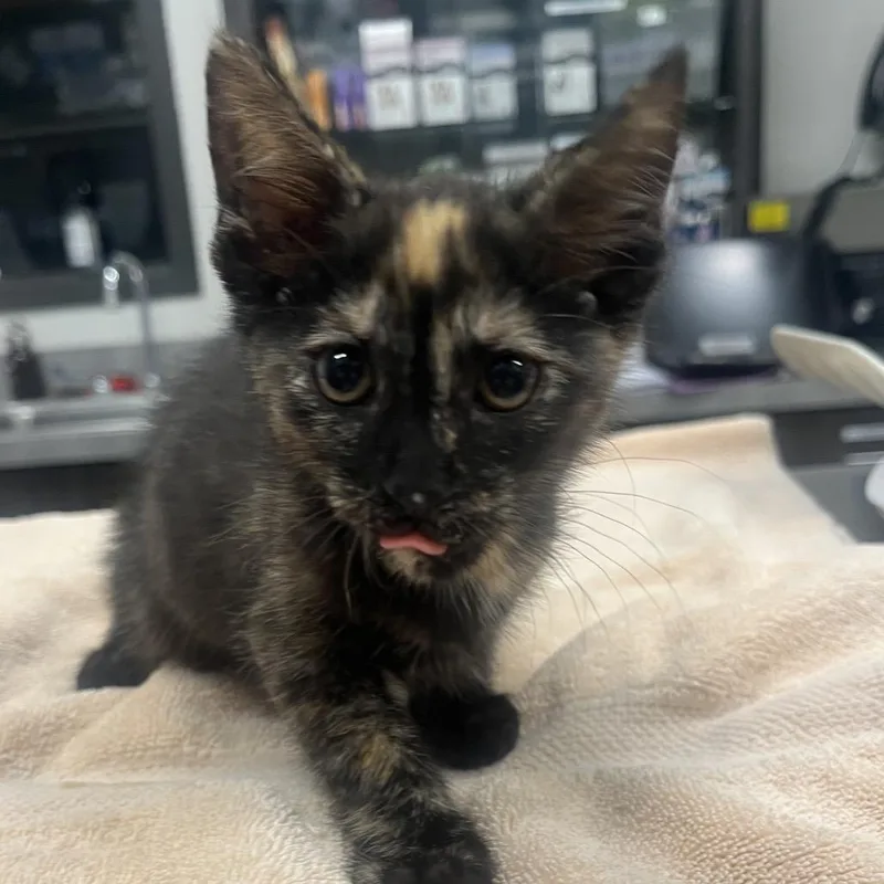 A baby small-sized female Tortoiseshell Domestic Short Hair cat named Harley for adoption in Hinsdale, IL