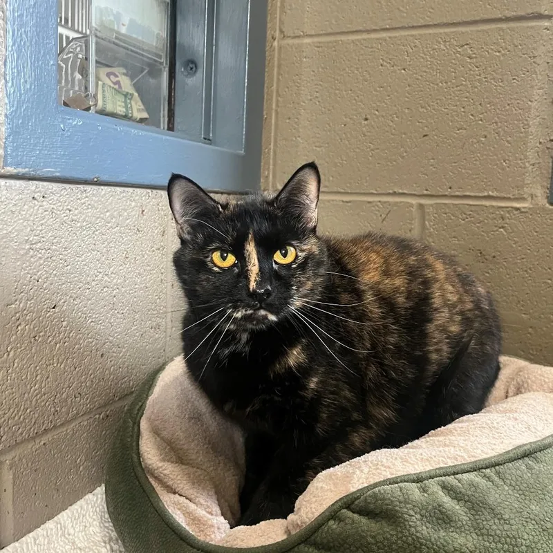 A senior large-sized female Tortoiseshell Domestic Short Hair cat named Sabrina for adoption in Versailles, KY
