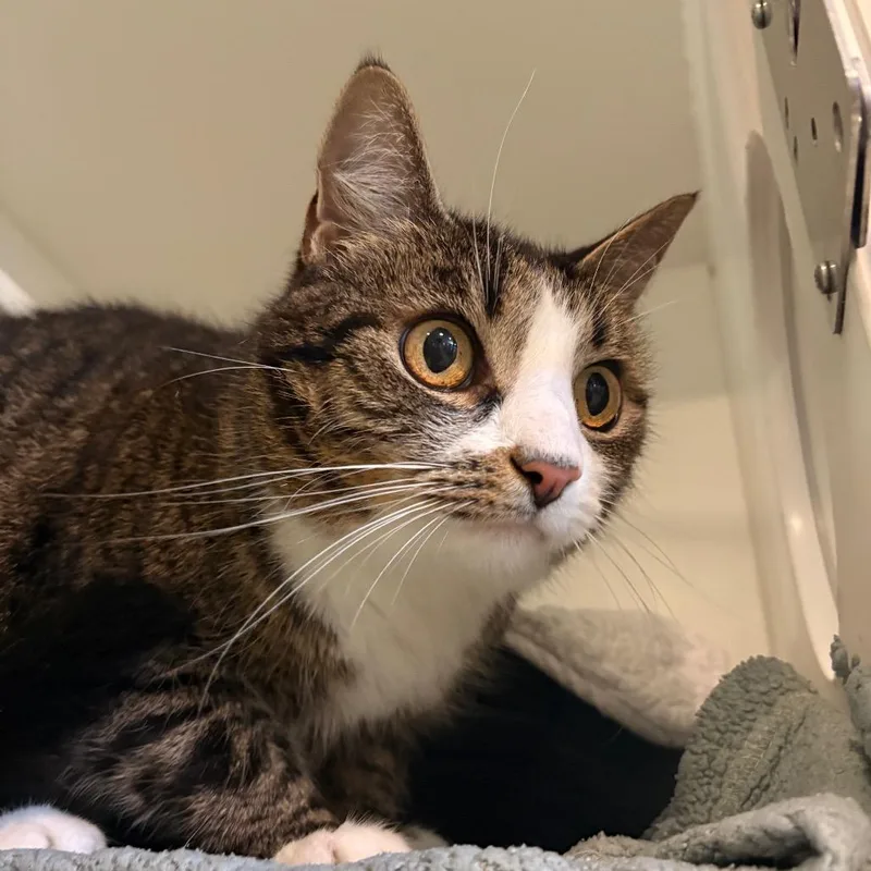 A senior medium-sized female Brown / Chocolate Domestic Short Hair cat named Mosey for adoption in South Burlington, VT