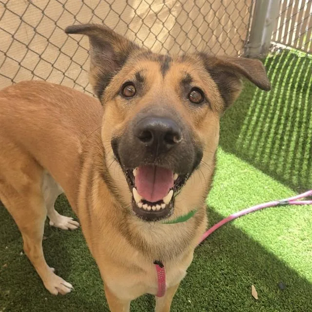 An adult large-sized male German Shepherd Dog dog named Donnie for adoption in Phoenix, AZ