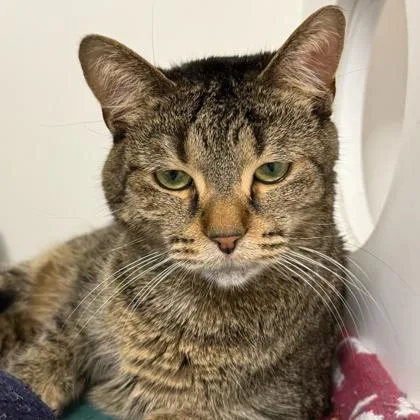 An adult medium-sized female Domestic Short Hair cat named Ross for adoption in Janesville, WI
