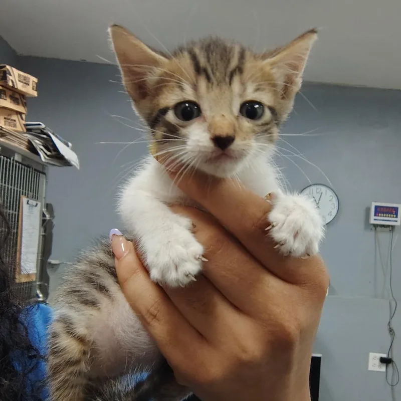 A baby small-sized male Gray / Blue / Silver Domestic Short Hair cat named Churro for adoption in Vieques, PR