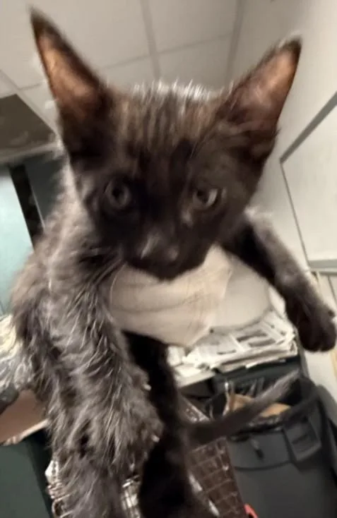 A baby small-sized male American Shorthair cat named Woody for adoption in Chatsworth, CA