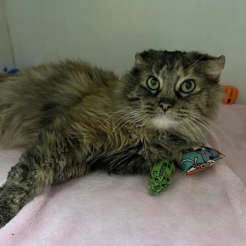An adult large-sized female Torbie Domestic Long Hair cat named Gloves for adoption in Hinsdale, IL