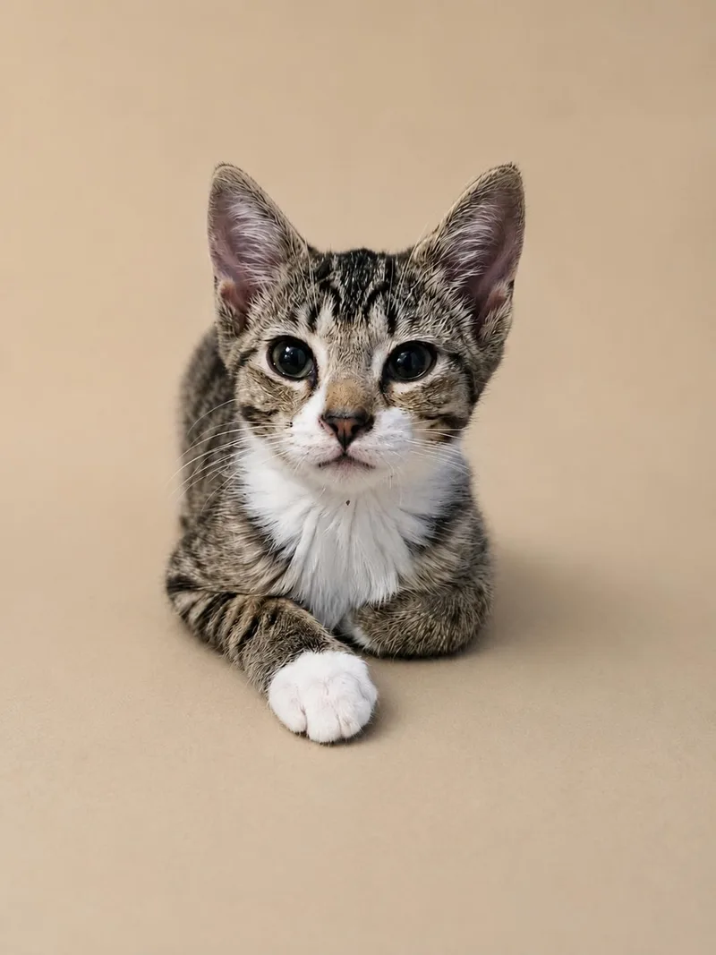 A baby medium-sized male Tabby (Brown / Chocolate) Tabby cat named Scoop Dog for adoption in Richmond, VA