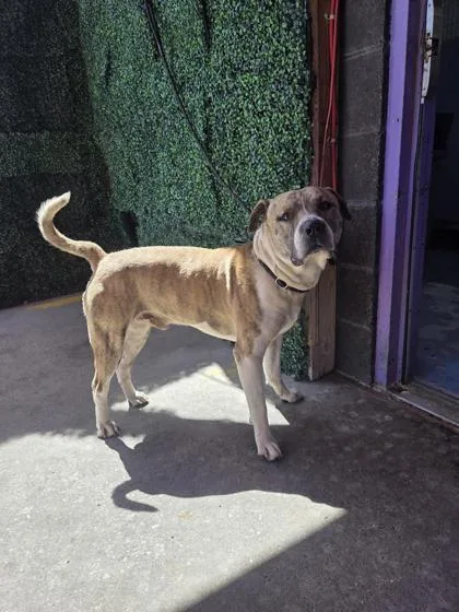 An adult large-sized male Brindle Pit Bull Terrier dog named Rollie for adoption in El Paso, TX