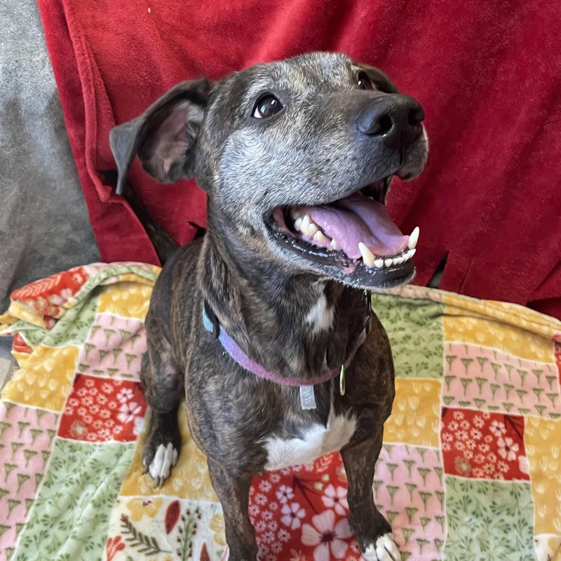 A senior medium-sized female Brindle Mixed Breed dog named ZeeZee for adoption in Lacon, IL