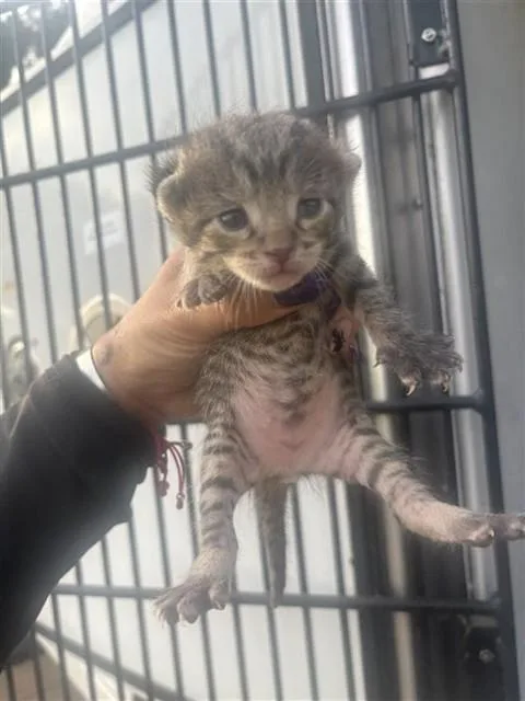 A baby small-sized female Domestic Short Hair cat named Sharon for adoption in Houston, TX