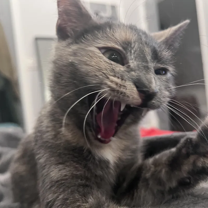 An adult small-sized female Dilute Calico Domestic Short Hair cat named Beautiful Bella for adoption in Florham Park, NJ