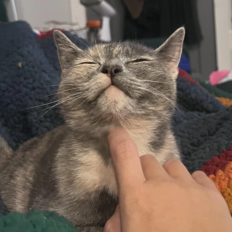 Beautiful Bella thumbnail 3