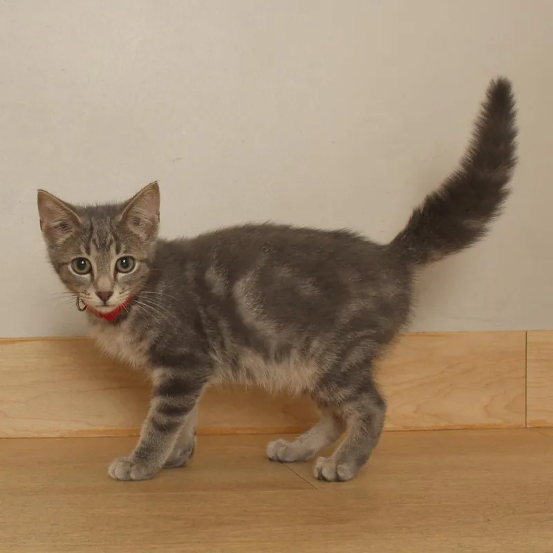 A baby small-sized male Gray / Blue / Silver American Shorthair cat named Eeyore C for adoption in Minnetonka, MN