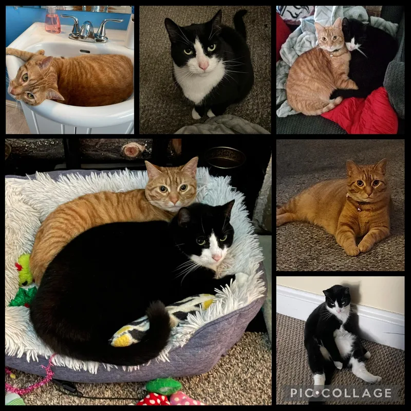 An adult medium-sized female Domestic Short Hair cat named Fiona & Sylvester for adoption in Seven Valleys, PA