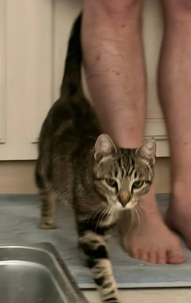 A young medium-sized female Domestic Short Hair cat named Monet for adoption in Magnolia, TX