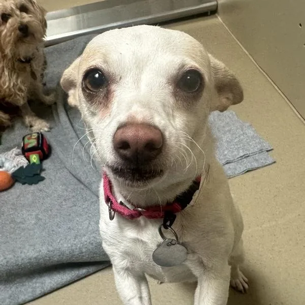 An adult small-sized female Chihuahua dog named Guava for adoption in Walnut Creek, CA