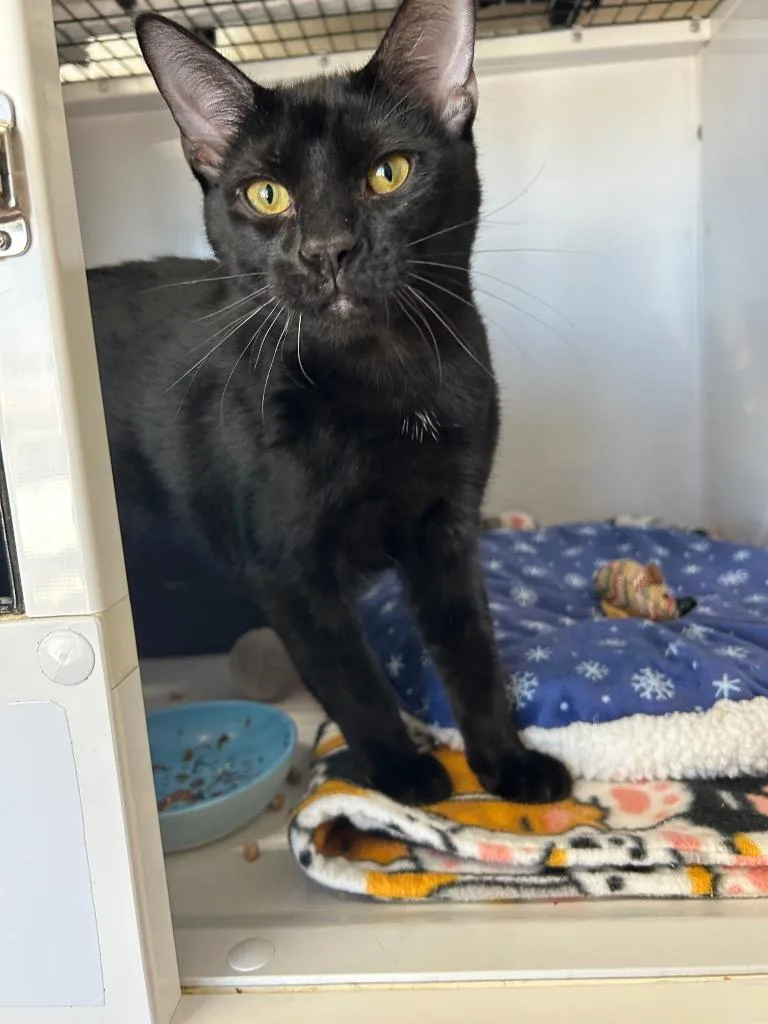 A baby medium-sized male Domestic Short Hair cat named Osiris for adoption in Peoria, AZ