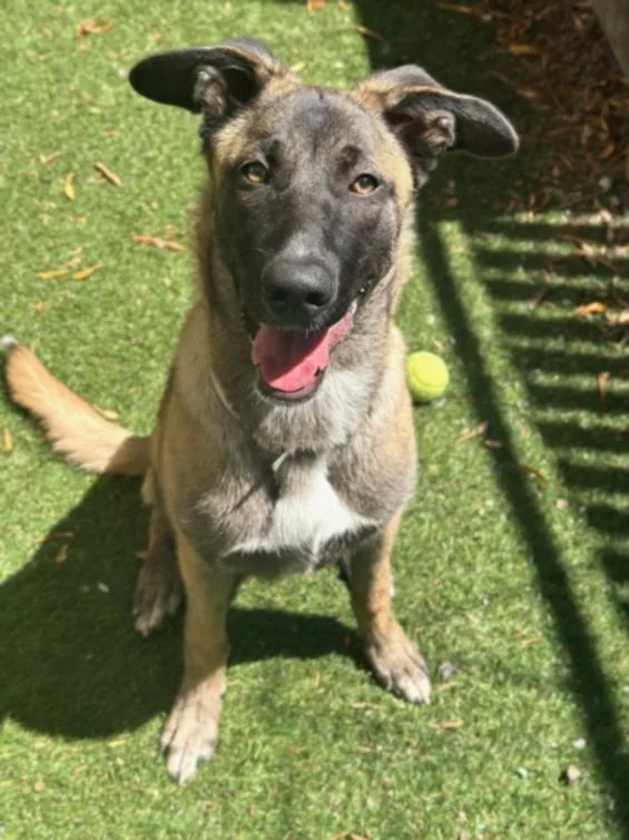 A young medium-sized female Belgian Shepherd / Malinois dog named Chardonnay for adoption in Hayward, CA
