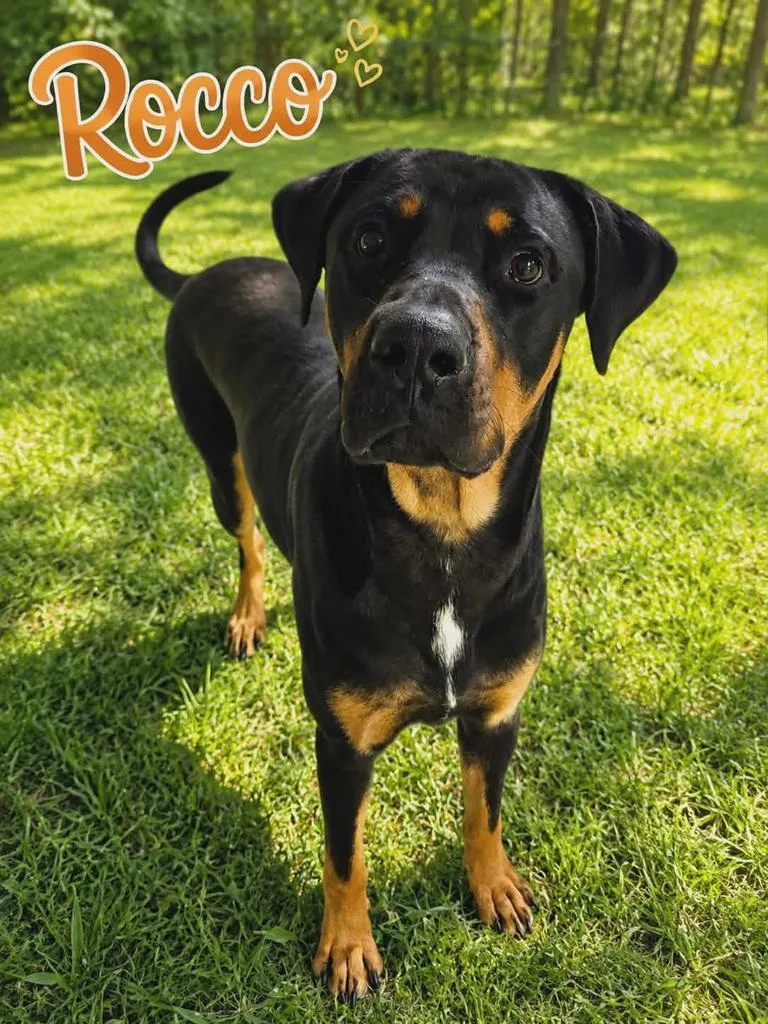 Rocco