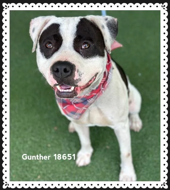 An adult large-sized male White / Cream American Staffordshire Terrier dog named Gunther for adoption in Marietta, GA