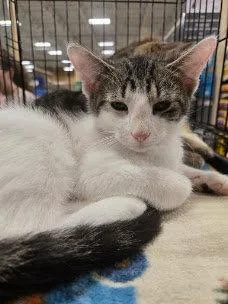 A baby medium-sized male Domestic Short Hair cat named Henry for adoption in Norwood, OH