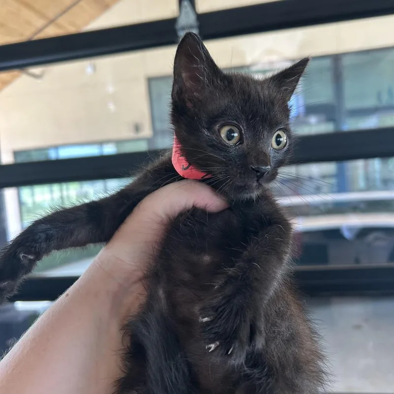 A baby small-sized male Black Domestic Short Hair cat named Marco for adoption in Leander, TX