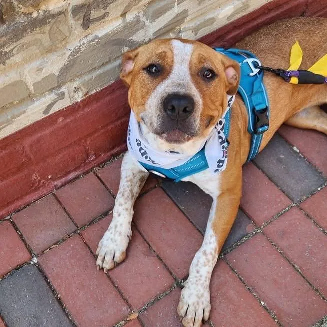 A young medium-sized female Brown / Chocolate Mixed Breed dog named Chamilla for adoption in Windsor, VA