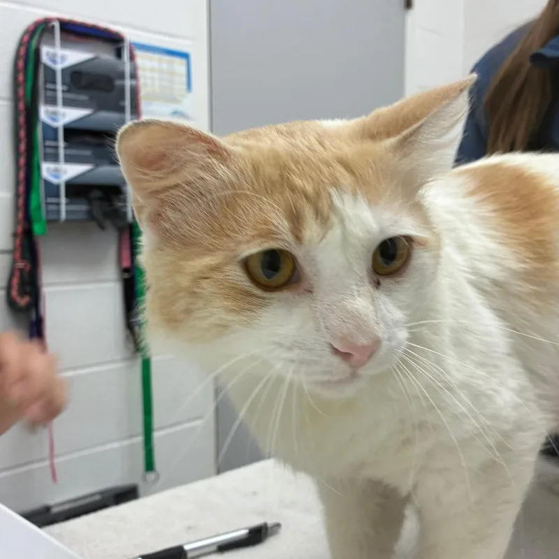 An adult large-sized male White Domestic Medium Hair cat named Rob for adoption in Corpus Christi, TX