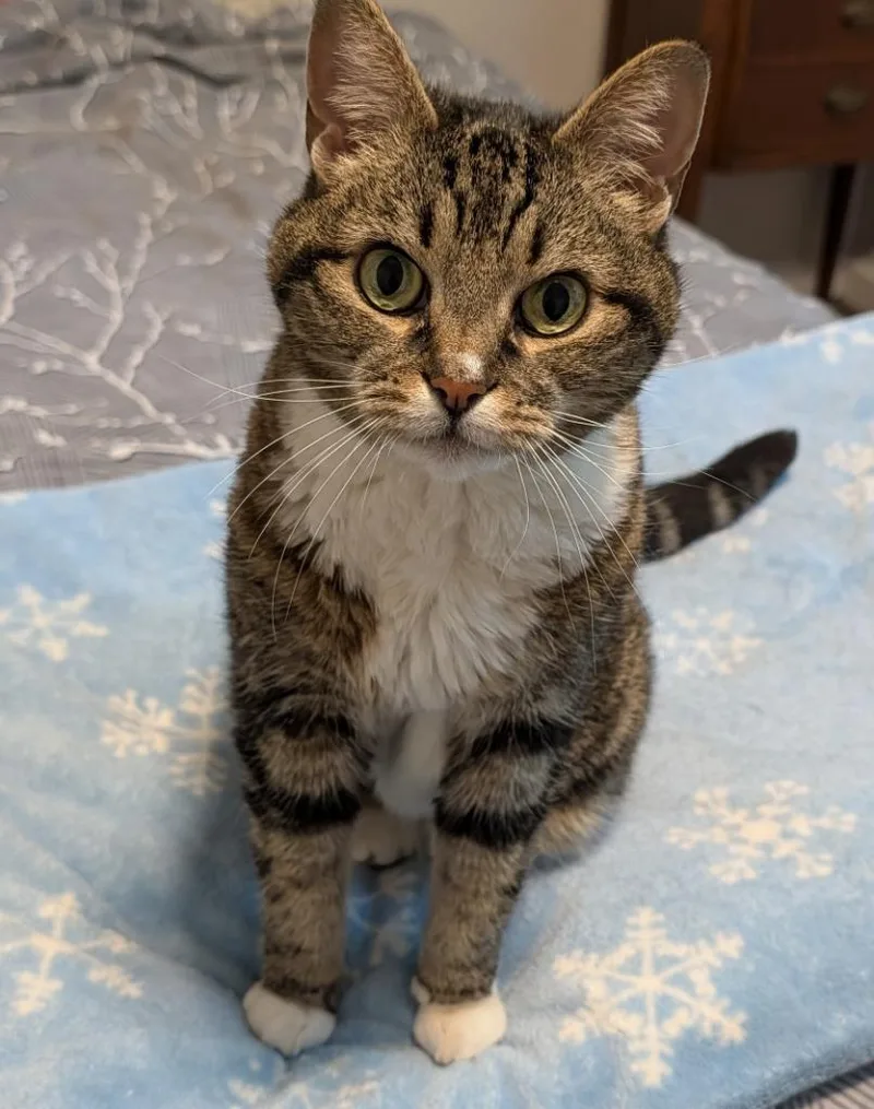 A senior small-sized female Domestic Short Hair cat named Kai for adoption in Elizabethton, TN