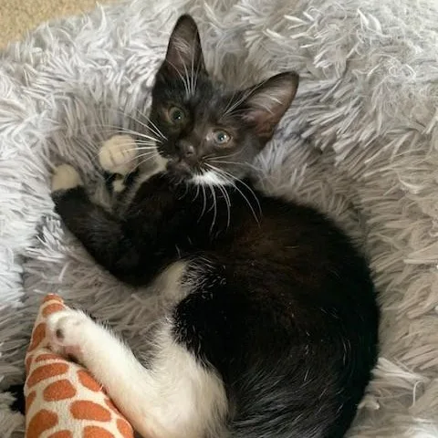 A baby medium-sized female Black & White / Tuxedo Domestic Short Hair cat named Penny for adoption in Apex, NC