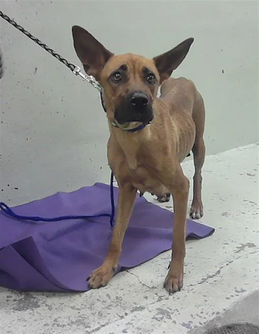 A young large-sized female German Shepherd Dog dog named Brownie for adoption in Houston, TX