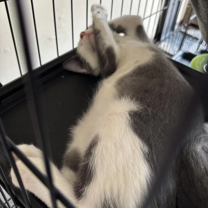 A baby small-sized male Gray / Blue / Silver Domestic Short Hair cat named Herman for adoption in League City, TX