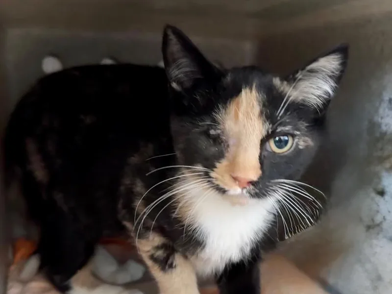 A baby small-sized female Dilute Calico cat named Emerald for adoption in Powell, OH