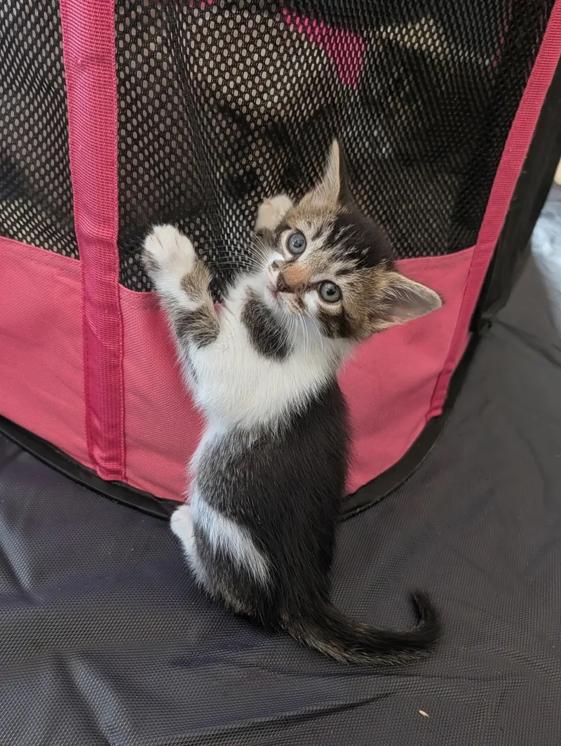 A baby medium-sized female Tabby cat named Heart for adoption in Buford, GA