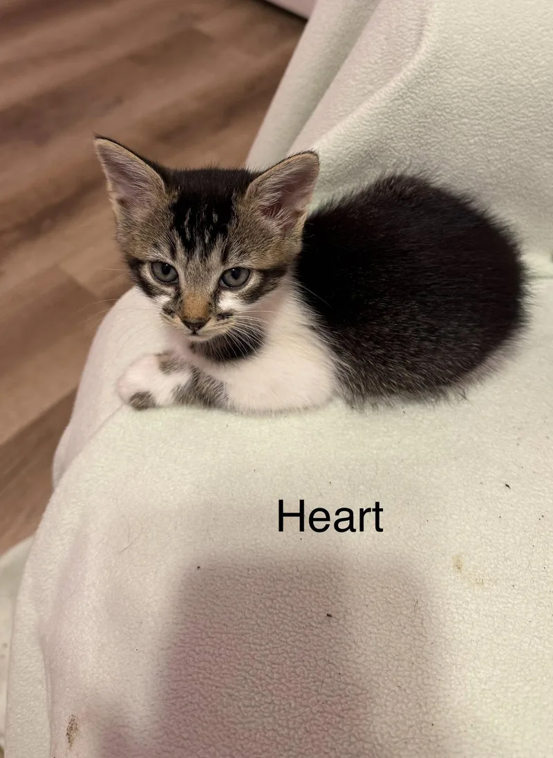 Heart thumbnail 2