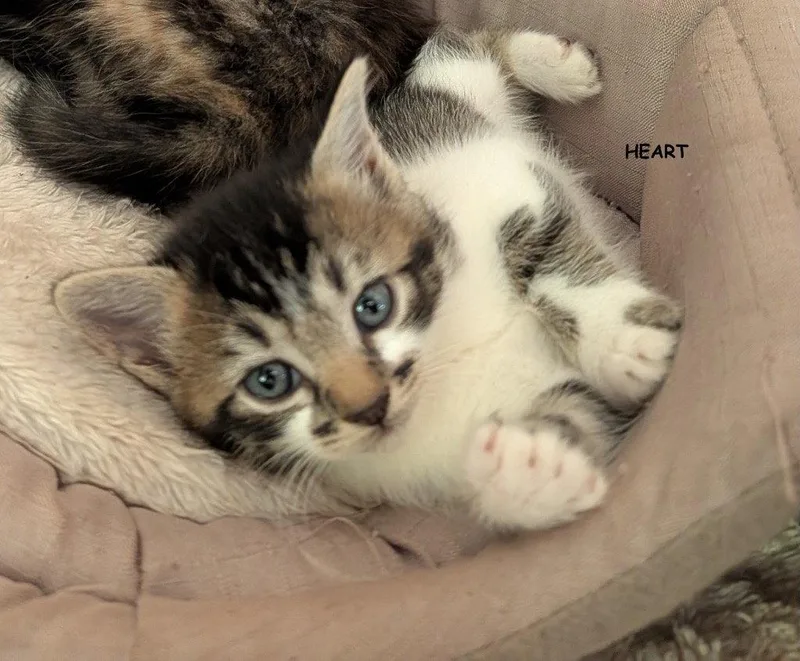 Heart thumbnail 3