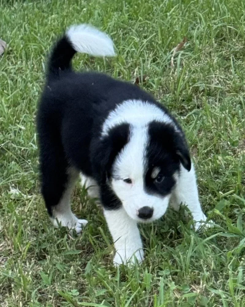 A baby medium-sized male Tricolor (Brown, Black, & White) Labrador Retriever dog named Ranger Wardell Pups for adoption in Horn Lake, MS