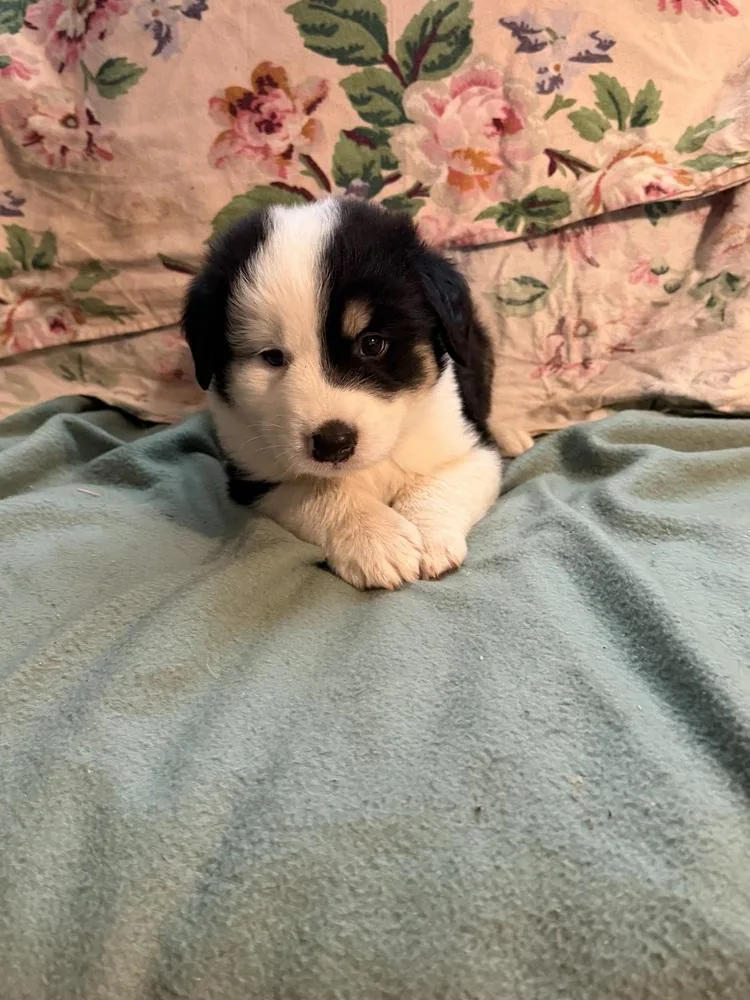 Ranger  Wardell Pups thumbnail 2