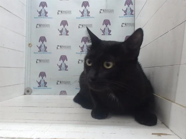 An adult small-sized male Domestic Short Hair cat named Jet Aka Papi for adoption in Orlando, FL