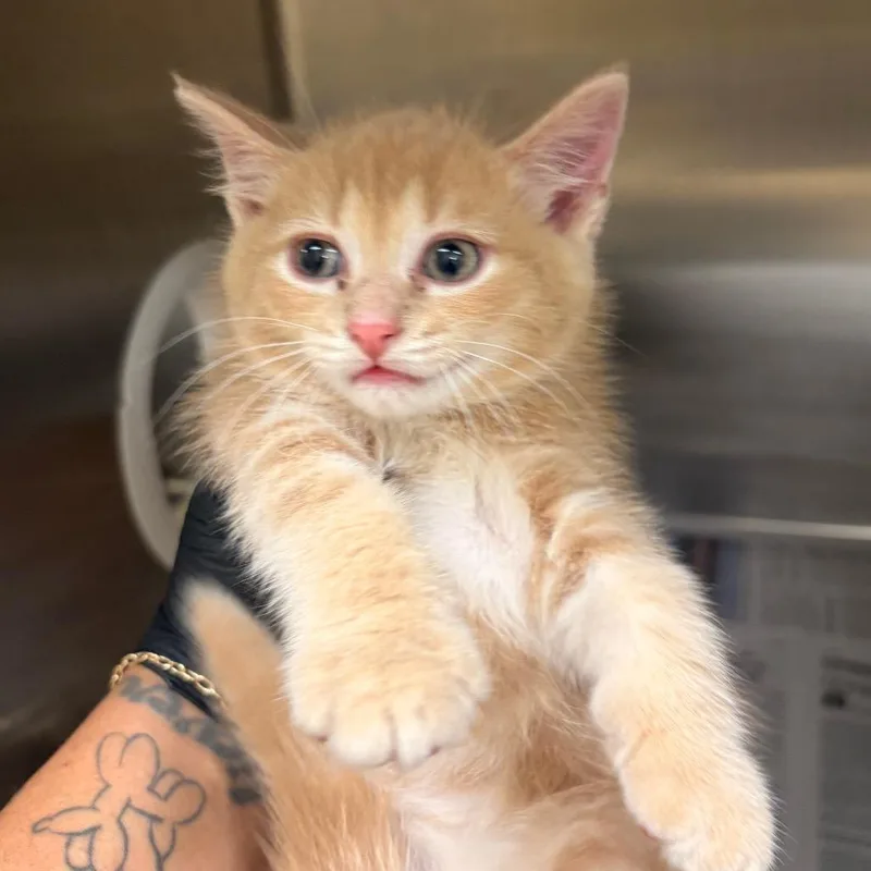 A baby small-sized male Orange / Red Domestic Short Hair cat named Dorito for adoption in Winston-Salem, NC