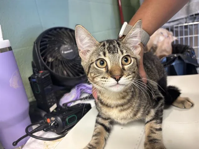 A baby medium-sized male Domestic Short Hair cat named Jude for adoption in Grand Prairie, TX