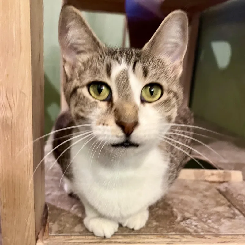 An adult medium-sized female Tabby (Brown / Chocolate) Domestic Short Hair cat named Porsche for adoption in Rochester, MN