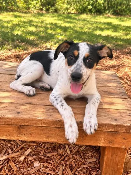 A baby medium-sized female Mixed Breed dog named Winnie for adoption in Cumming, GA
